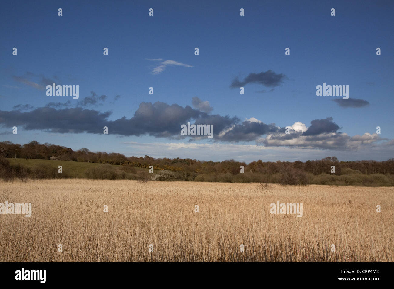 Looking from Island Mere hide at RSPB Minsmere over reed beds towards
