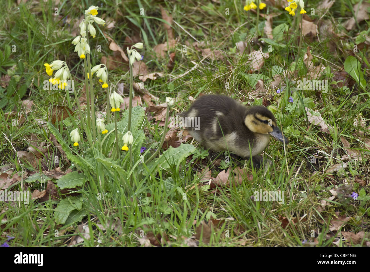 Young Mallard duckling Stock Photo