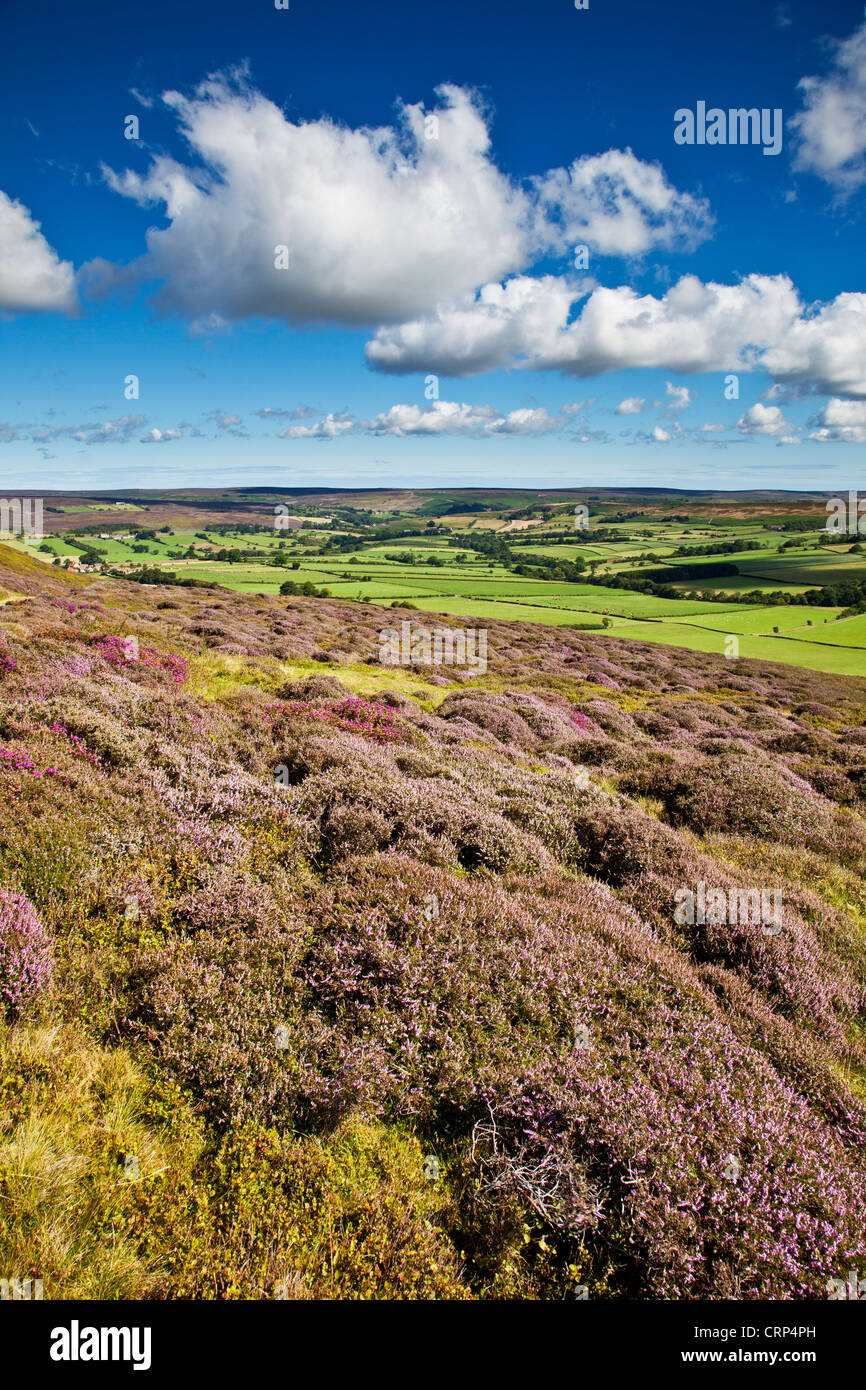 Heather on Westerdale in the North York Moors National Park. Stock Photo