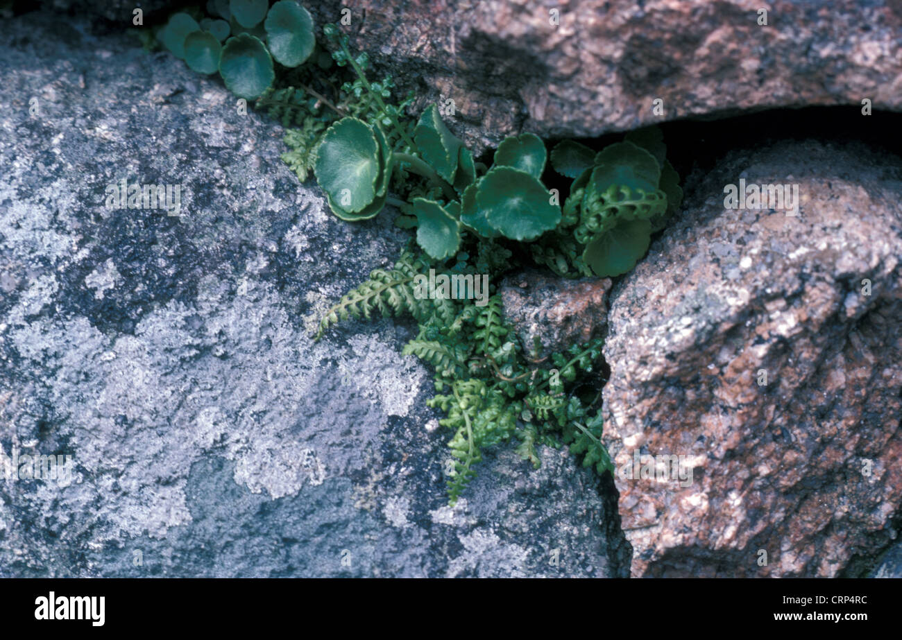 Asplenium obovatum, Lanceolate Spleenwort,Shaugh Prior Devon 1977 Stock Photo