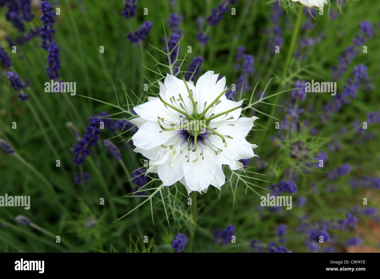 Nigella flowers Nigella damascena Loveinthemist Stock Photo Alamy