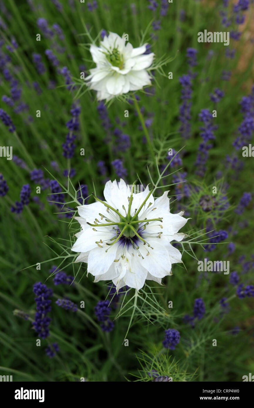 Nigella flowers Nigella damascena Loveinthemist Stock Photo Alamy