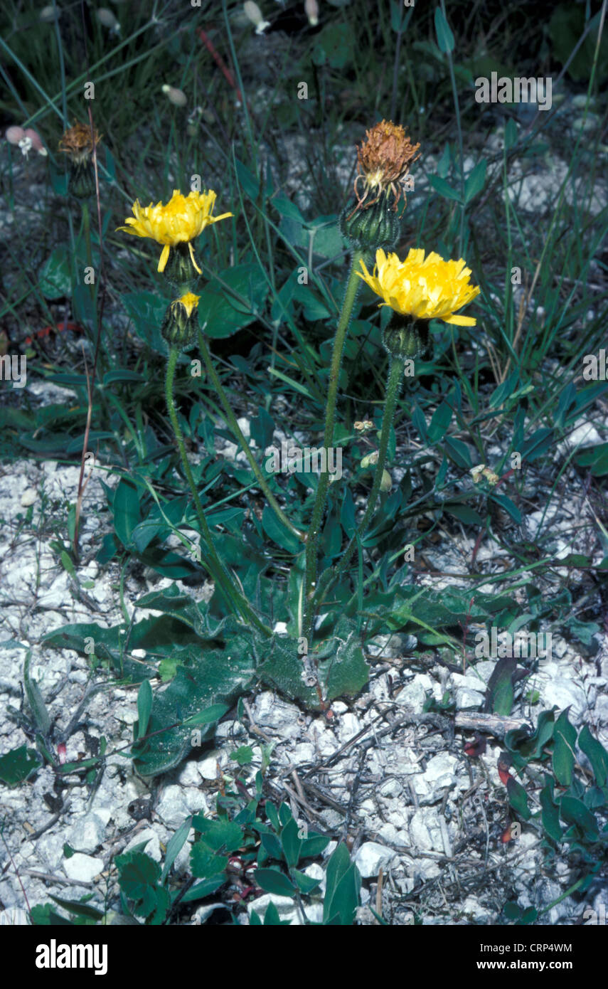 Spotted Cat's Ear Flower Stock Photo Alamy