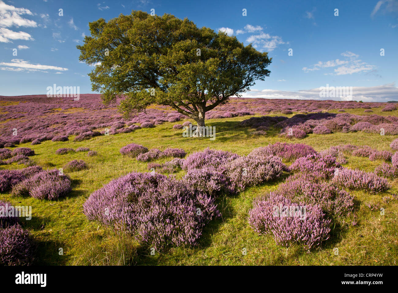 Heather and Birch Tree on Lockwood Hills at Birk Brow in the North York Moors National Park. Stock Photo