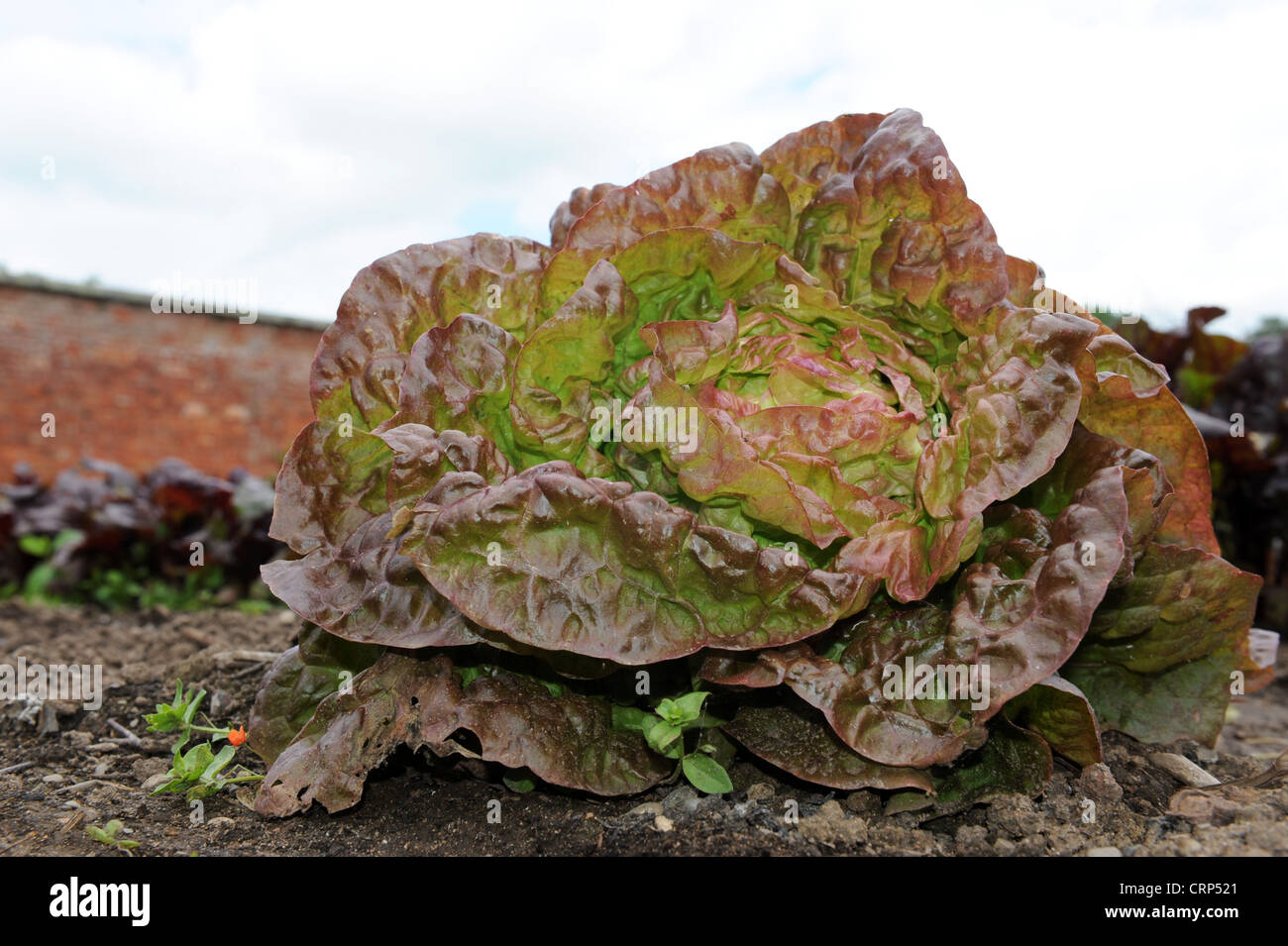 The Organic Marvel of Four Seasons Lettuce also known as Red Besson Stock Photo
