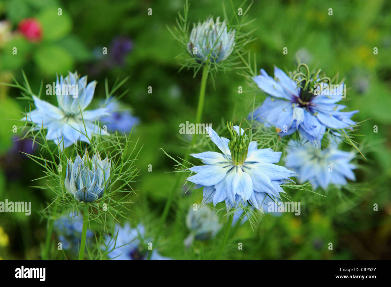 Love In The Mist Flowers High Resolution Stock Photography And Images Alamy