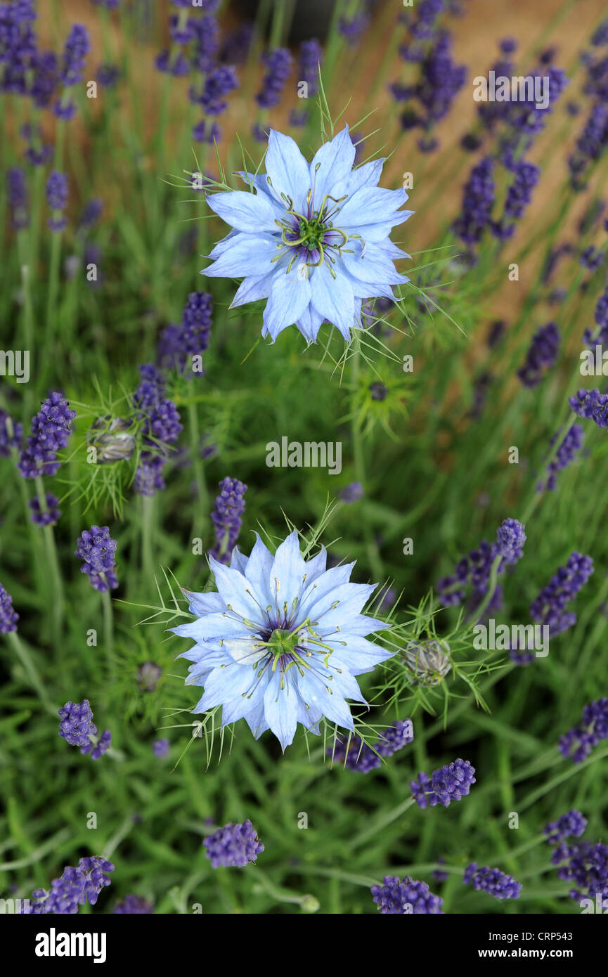 Nigella flowers Nigella damascena Loveinthemist Stock Photo Alamy