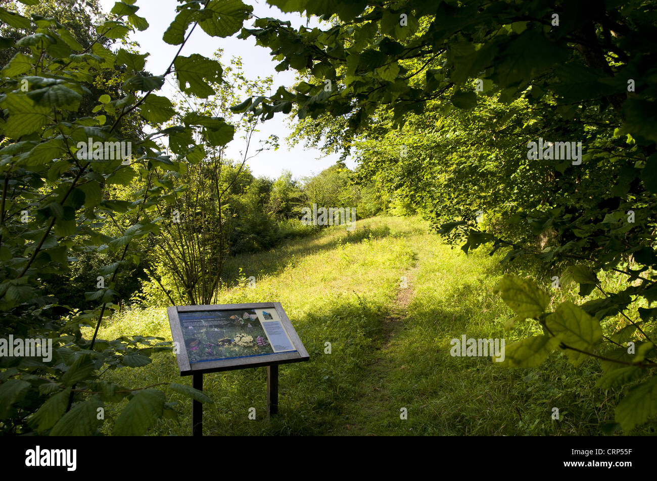 Woodland and downland habitat with information board, Charles Darwin's 'Orchis Bank', Downe Bank Nature Reserve, North Downs, Stock Photo
