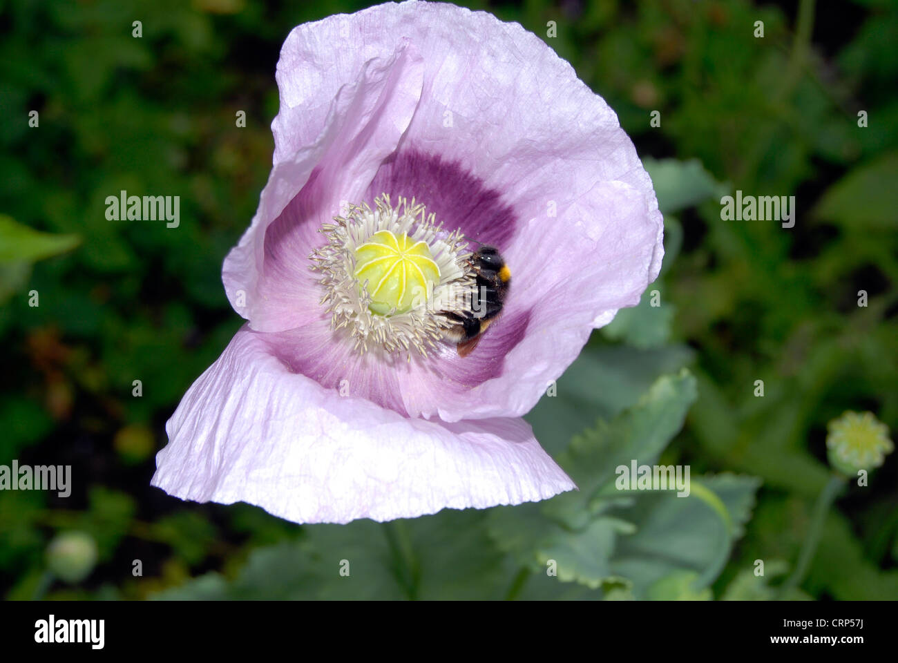 Opium pink flower with a bee Stock Photo