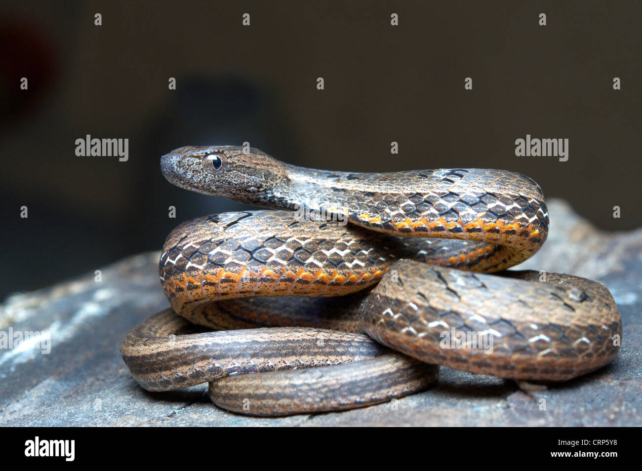COMMON MOCK VIPER Pssamodynastes pulverulentus, Mildly venomous, Common