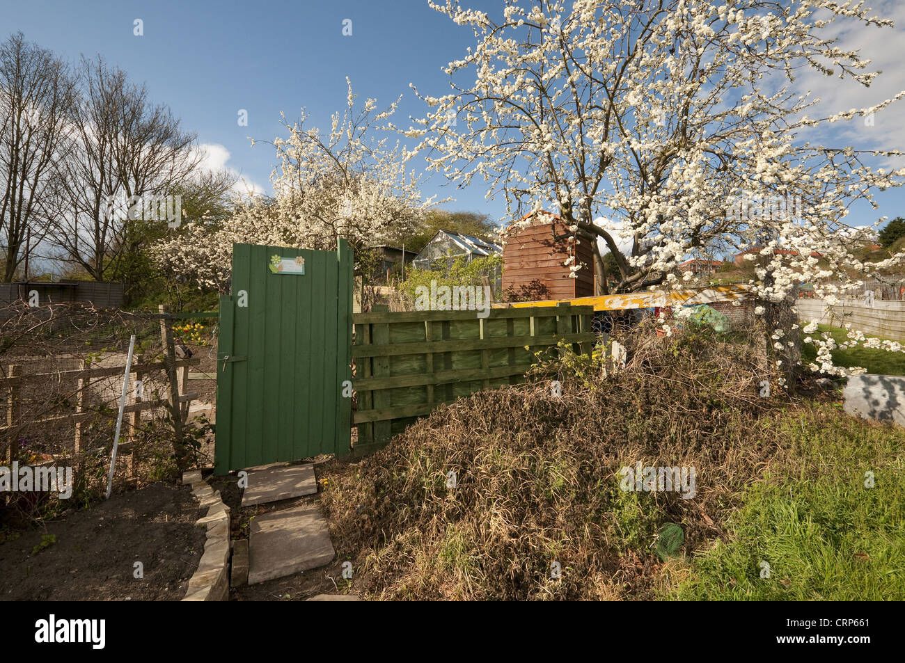 Gate in urban allotment garden with trees in blossom, Norwich, Norfolk, England, april Stock Photo