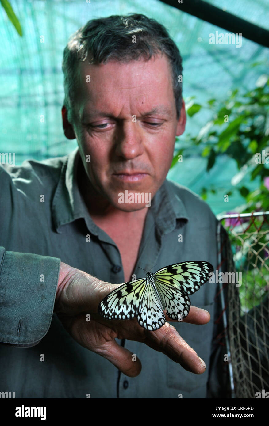 Man with a White Tree Nymph butterfly at the butterfly house at Berkeley Castle, Gloucestershire