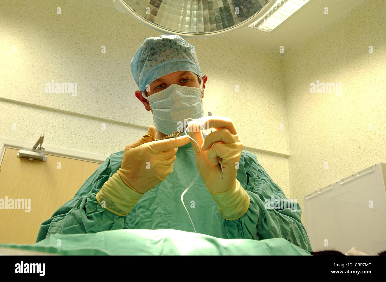 A veterinary surgeon sutures the wound from a cat spay operation Stock