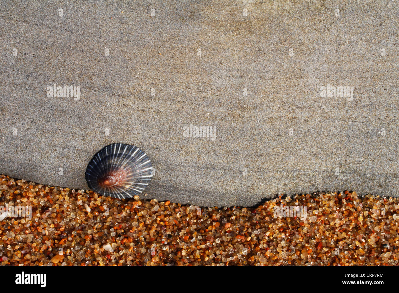 A limpet attached to rock in an intertidal zone Stock Photo