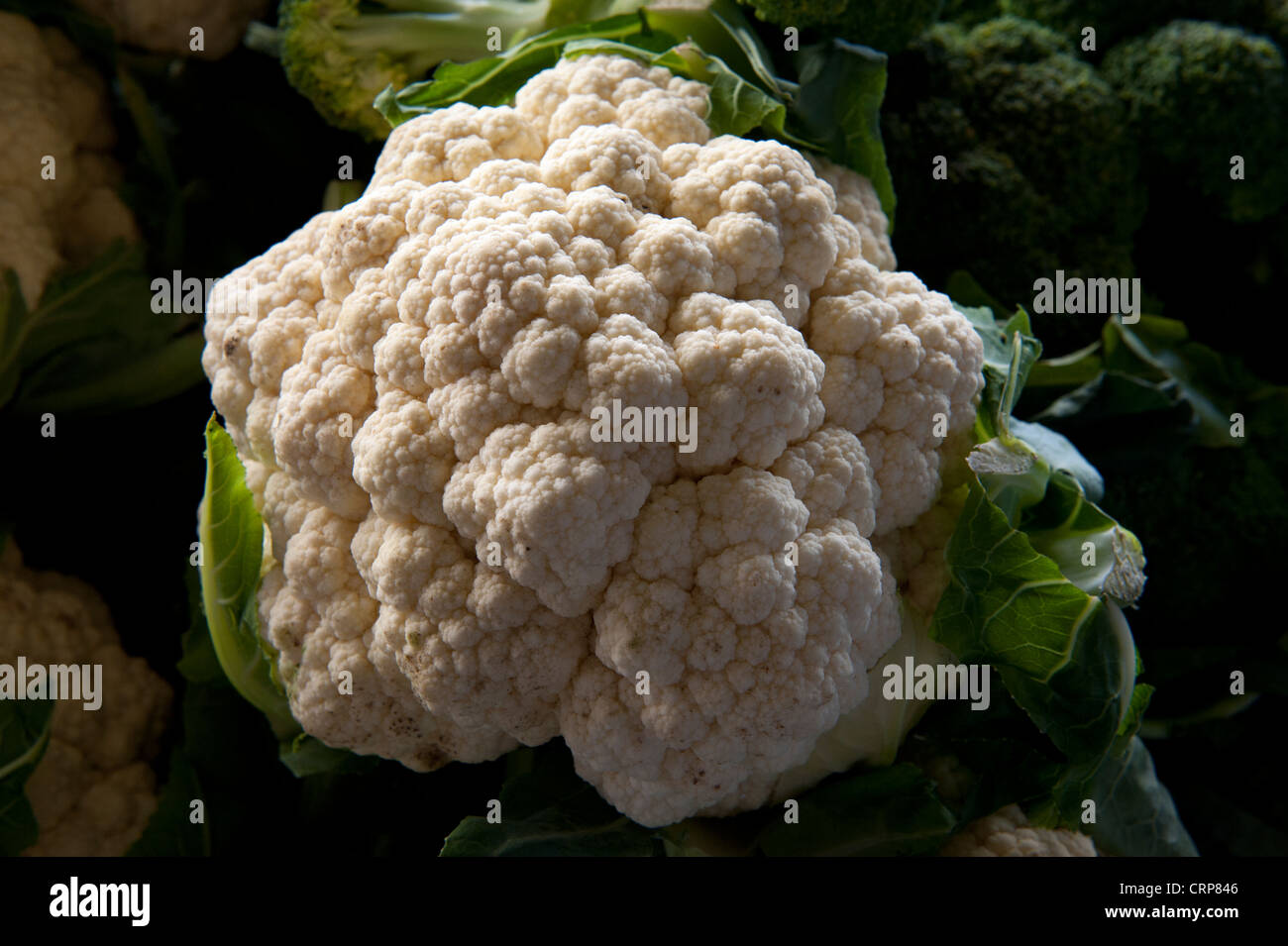 A head of white cauliflower (Brassica oleracea L. var. botrytis) in an Italian market Stock Photo