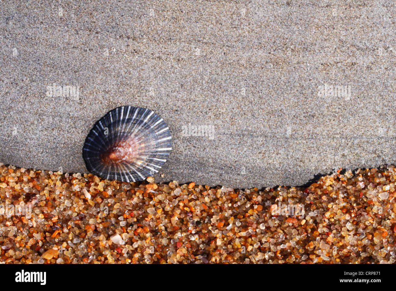 A Variable limpet (Helcion concolor) attached to rock in an intertidal zone Stock Photo