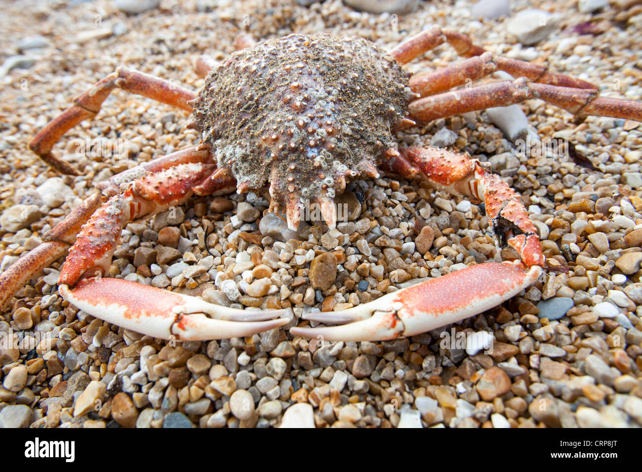 A spider crab on the beach at Charmouth, Dorset, UK Stock Photo - Alamy