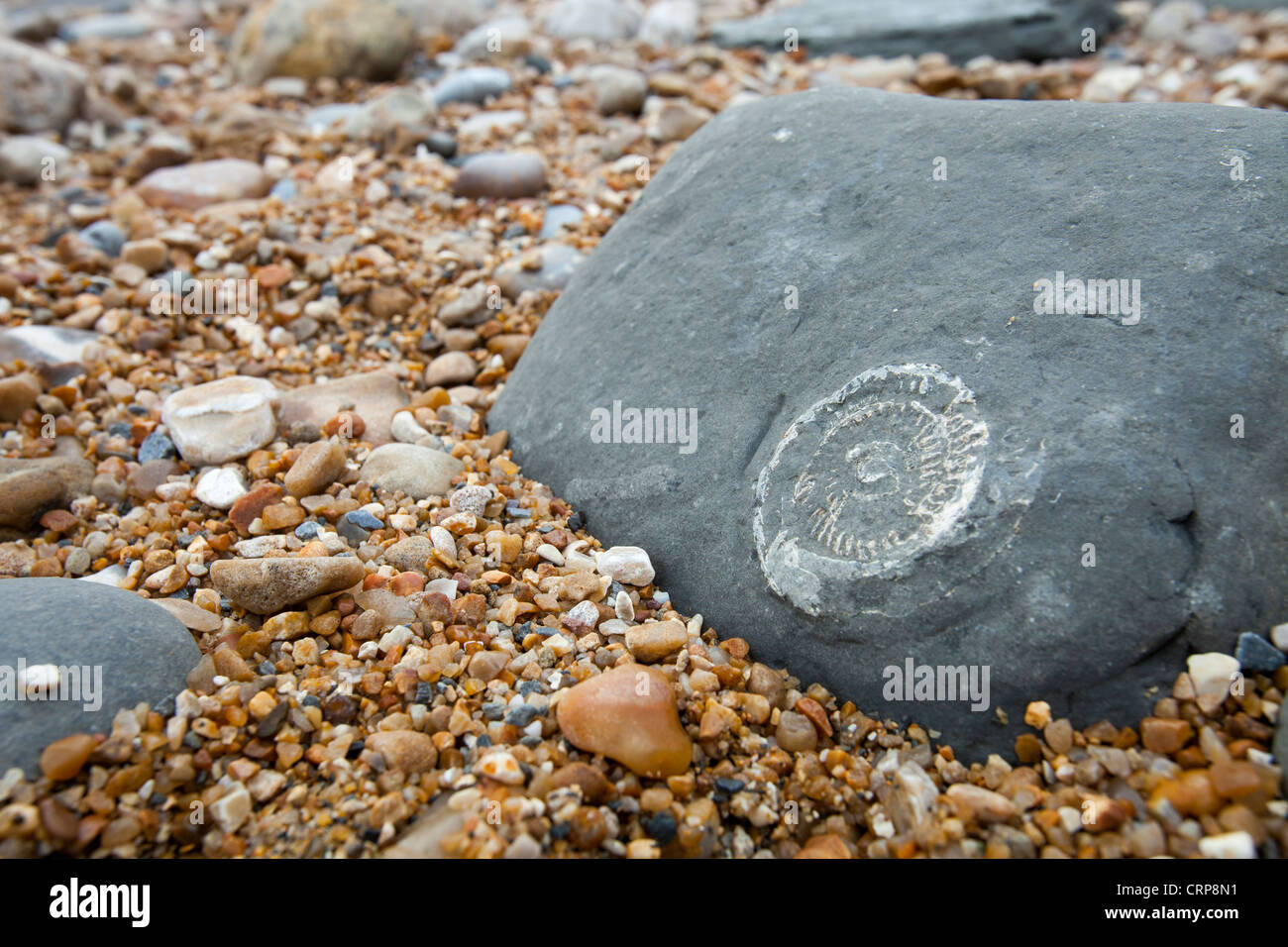 Ammonite fossils on the world famous Charmouth fossil beach, Dorset,UK. Stock Photo