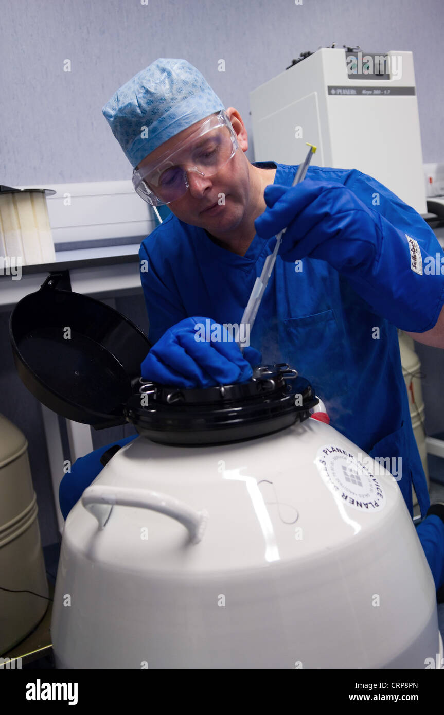 Embryos being stored into liquid nitrogen to freeze them for later use Stock Photo