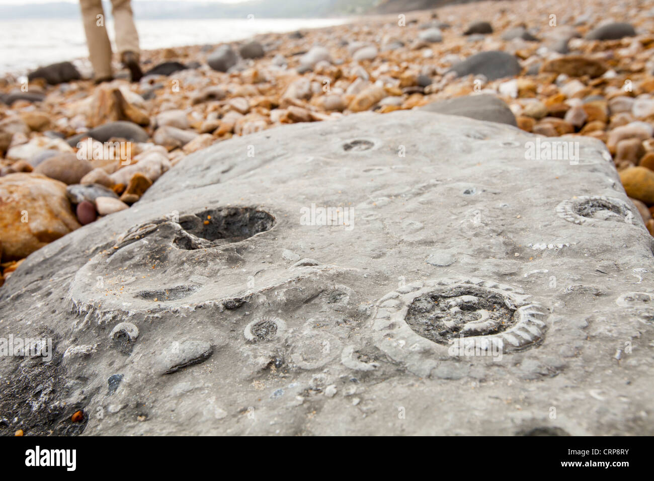 Ammonite fossils on the world famous Charmouth fossil beach, Dorset,UK