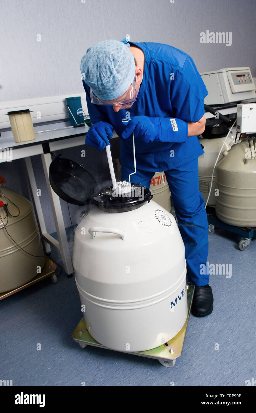 Embryos being stored into liquid nitrogen to freeze them for later use Stock Photo