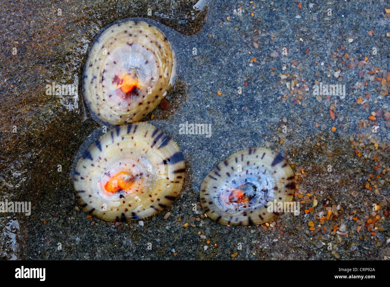 Lustrous limpets (Cellana capensis) attached to a rock in an intertidal zone Stock Photo