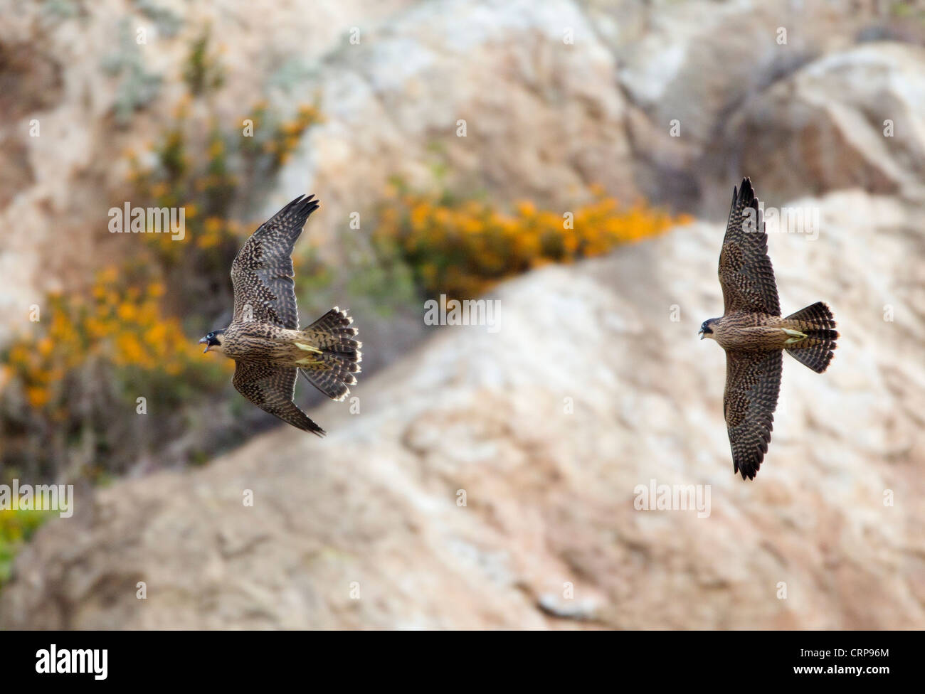Falcons hi-res stock photography and images - Alamy