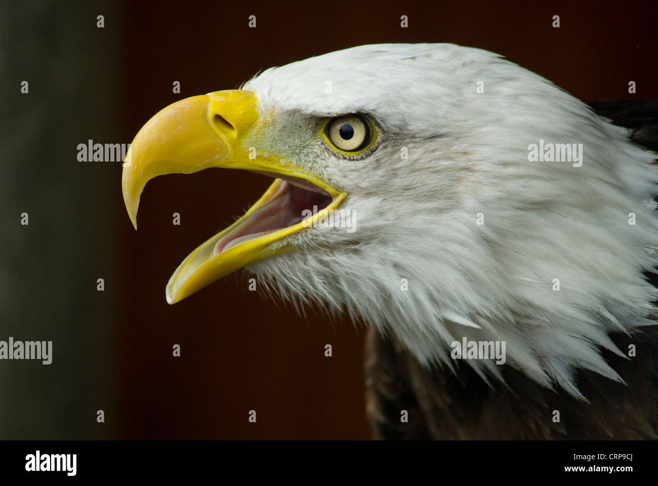 Bald Eagle (Haliaeetus leucocephalus) (captive in Banham Zoo) calling Stock Photo