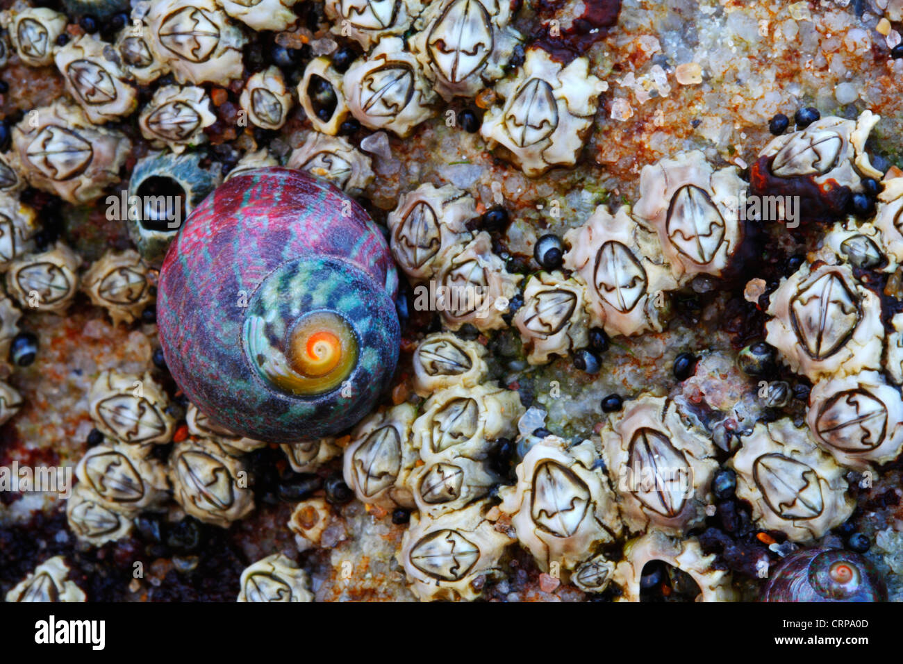 Striped topshell winkle and Toothed barnacles in an intertidal zone in Kwazulu Natal Stock Photo