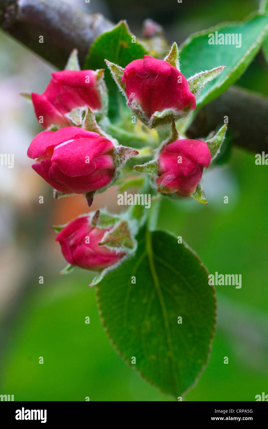 Apple tree Buds Stock Photo Alamy