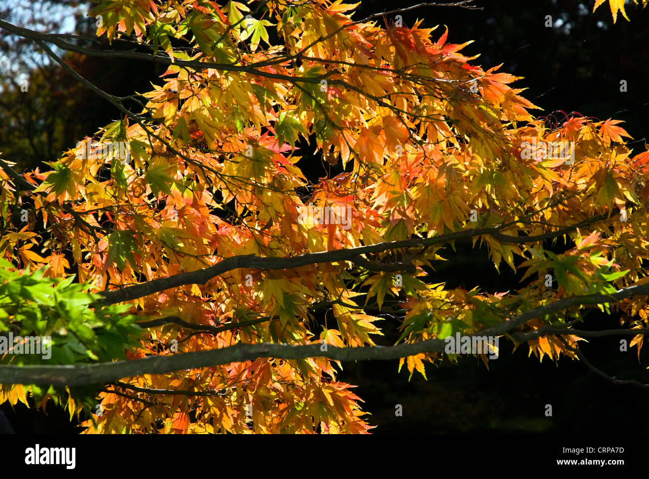 Maple leaves backlit Stock Photo