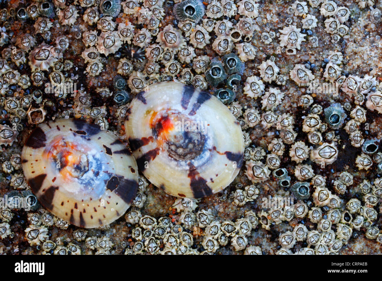 Lustrous limpets (Cellana capensis) and Toothed barnacles (Chthamalus dentatus) attached to rock in an intertidal zone Stock Photo