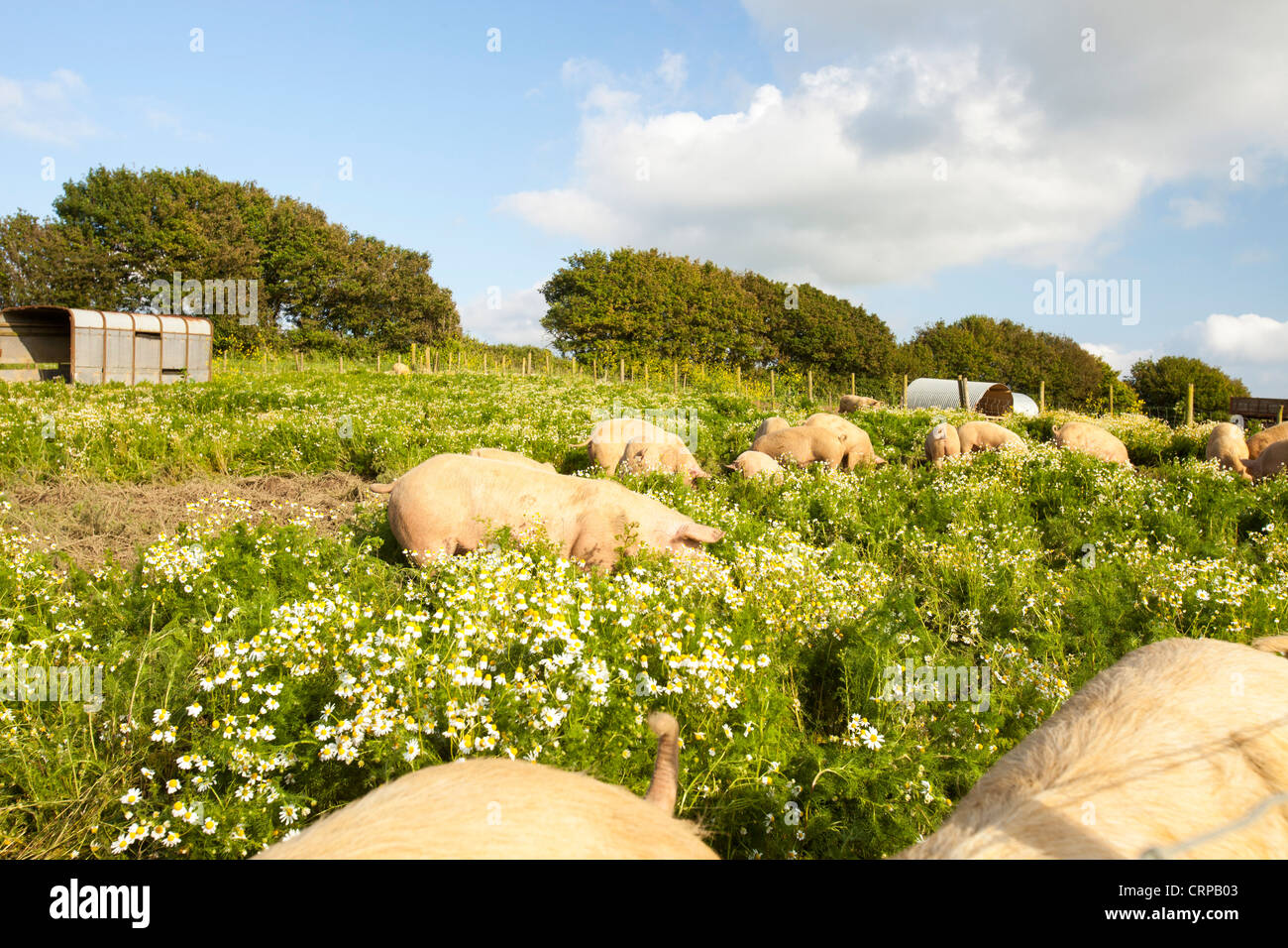 Organic Middle white pigs at Washingpool farm in Bridport, Dorset Stock