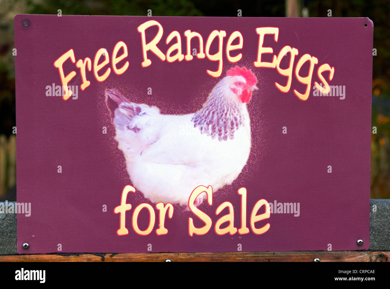 A roadside sign advertising Free Range Eggs For Sale outside a remote farm in the Scottish Highlands. Stock Photo