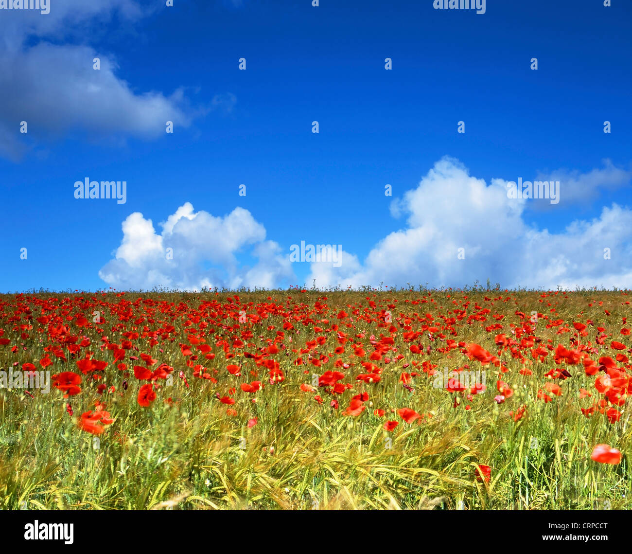 Wild Poppies growing in a field in rural Hampshire during mid summer. Stock Photo