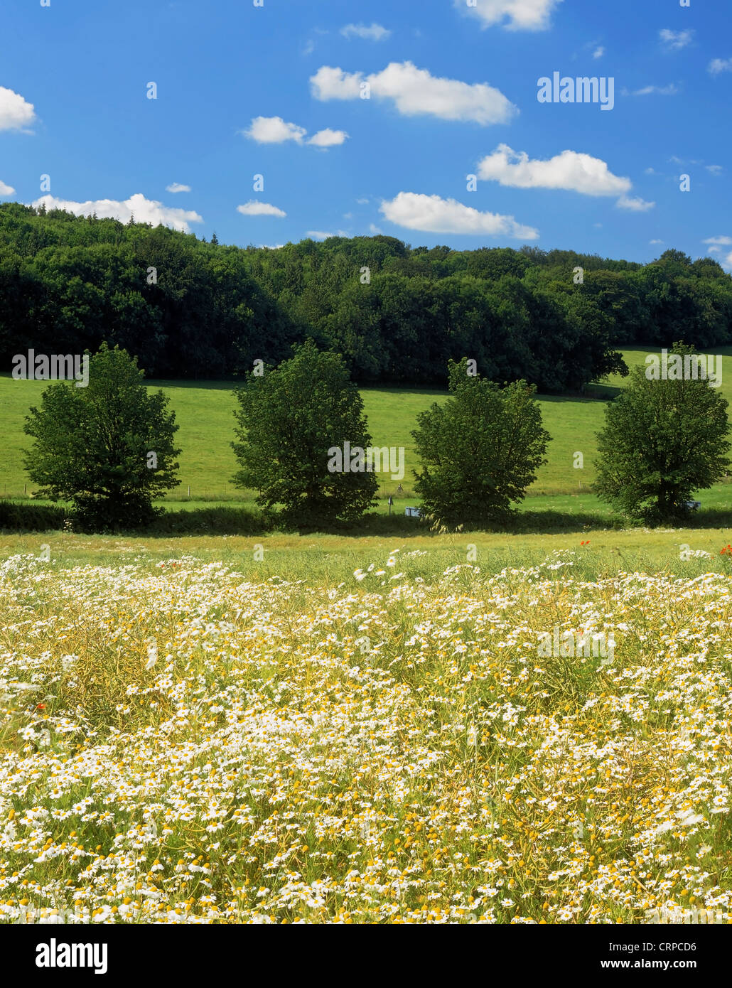 View across a Hampshire hay meadow towards woodland in mid summer. Stock Photo