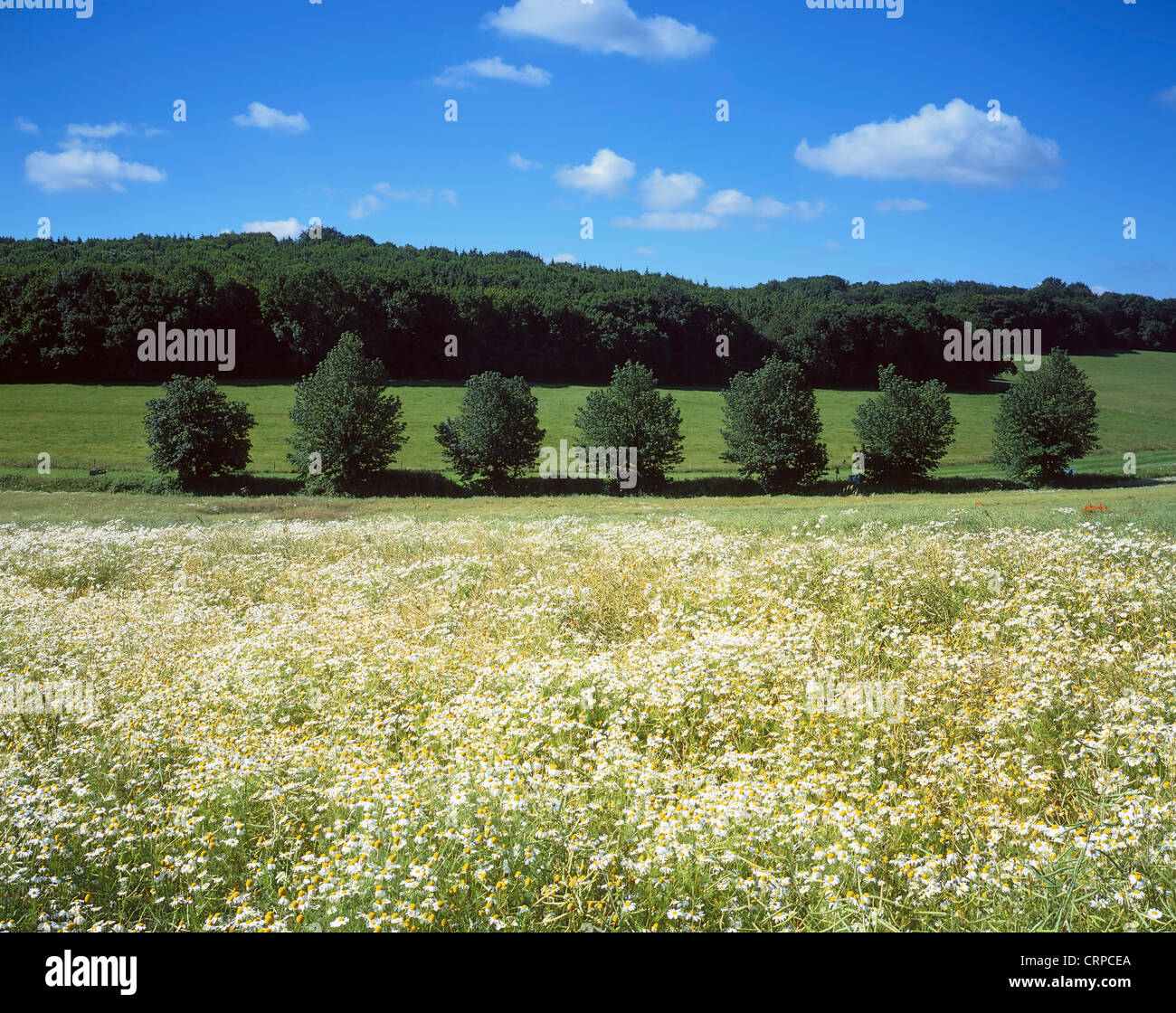 View across a Hampshire hay meadow towards woodland in mid summer. Stock Photo