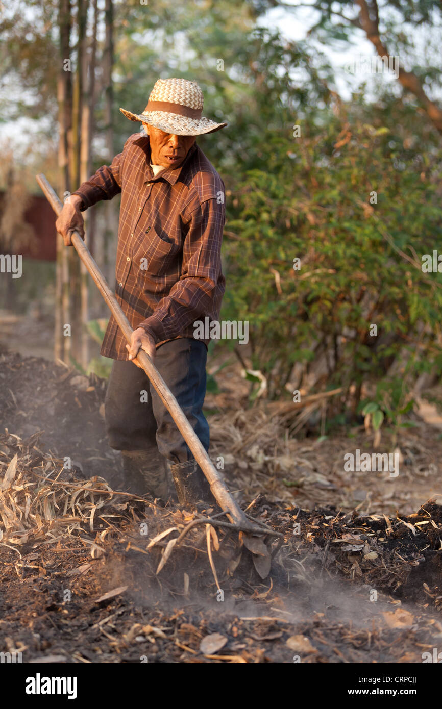 Farmers Raking asian farmer raking soil and dry leaves to make organic compost, Chiang ...