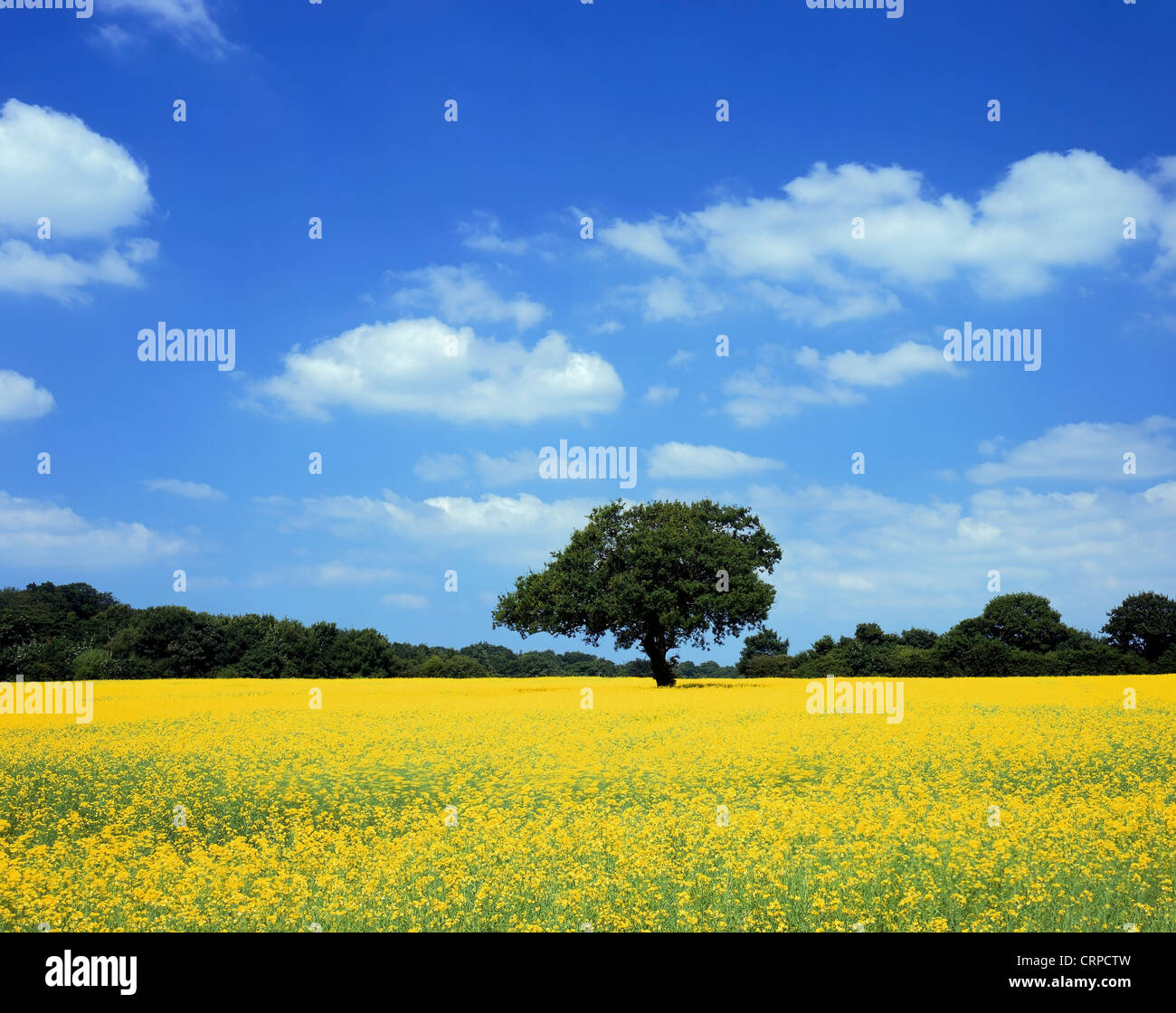 View across a vivid field of rape seed during Spring. Stock Photo