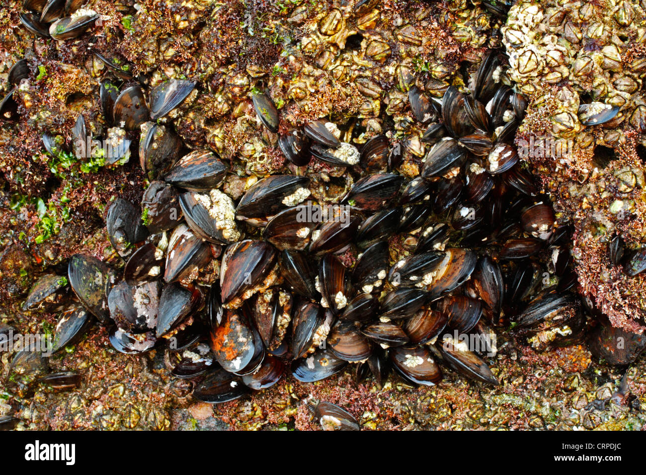 Brown mussels attached to rock in an intertidal zone Stock Photo