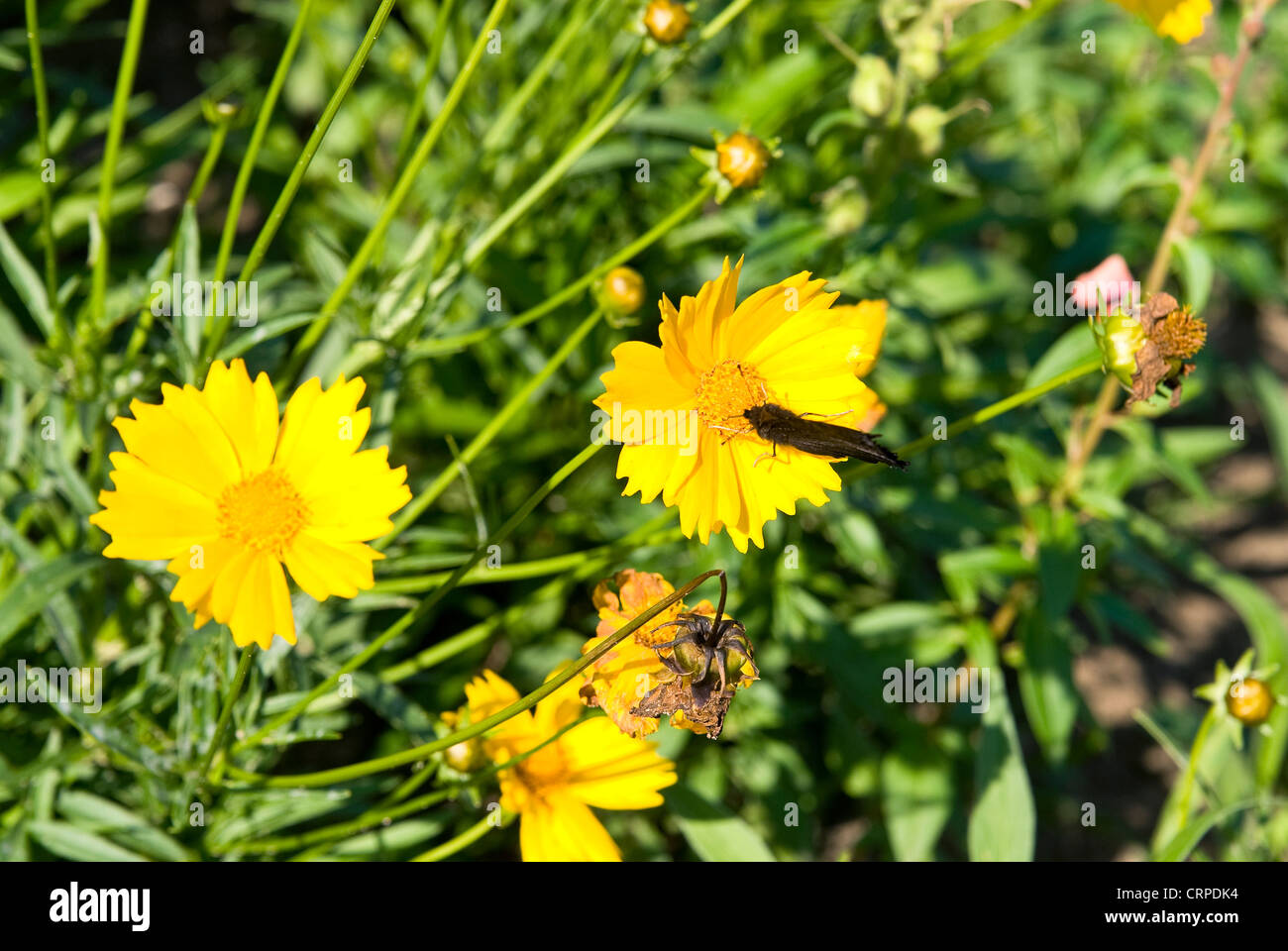 Blooming yellow flowers coreopsis grandiflora . Green meadow full of flower Stock Photo