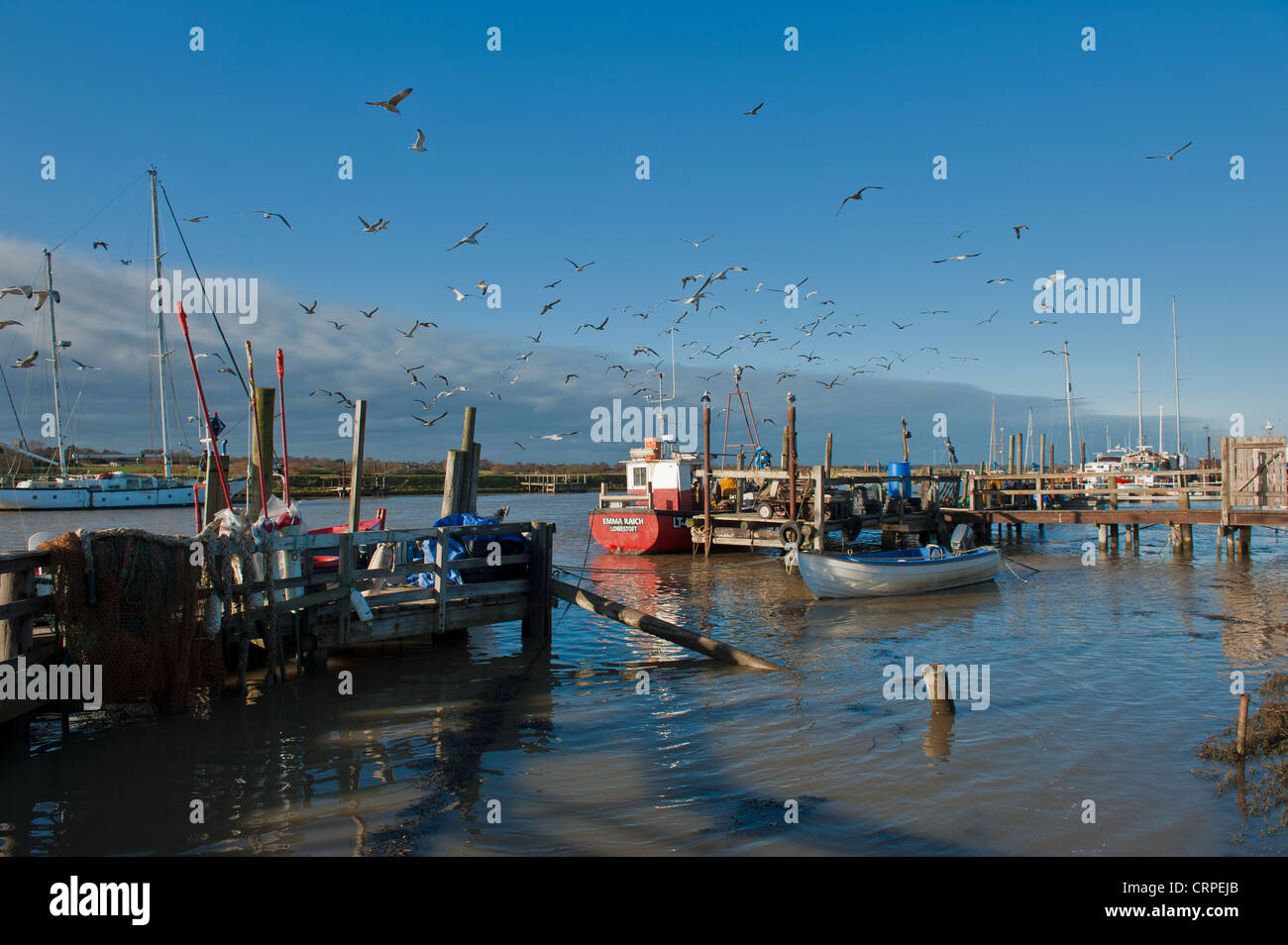 Seagulls following fishing boat in Southwold harbour Stock Photo Alamy