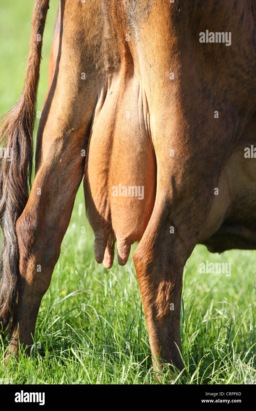 a cows rear quarters and udder Stock Photo