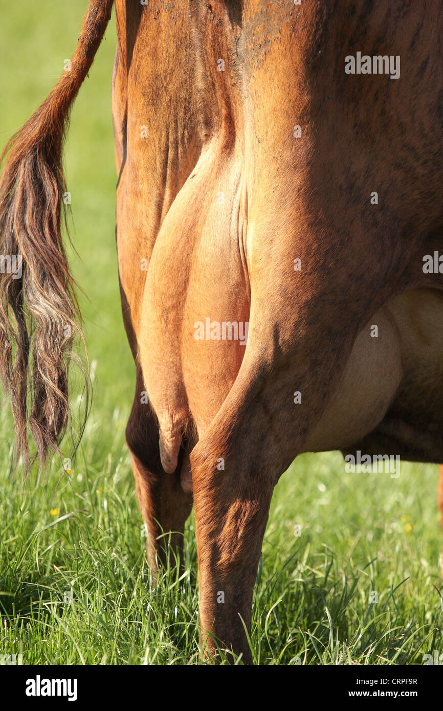 Cow Rear Uddert a cows rear quarters and udder Stock Photo - Alamy