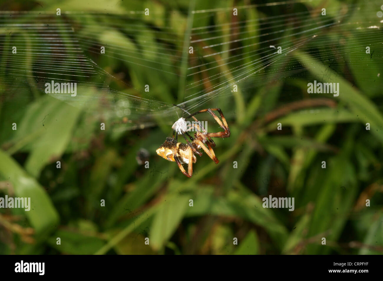 Writing spider (Argiope lobata) catches prey in it's web and proceeds ...