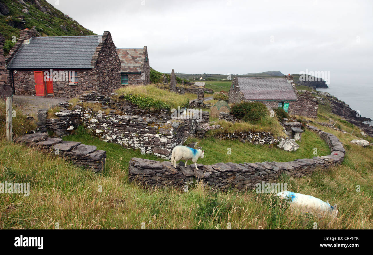 Sheep on a wall by restored cottages in Cill Rialaig, a deserted 18th century village that was due for demolition before being r Stock Photo