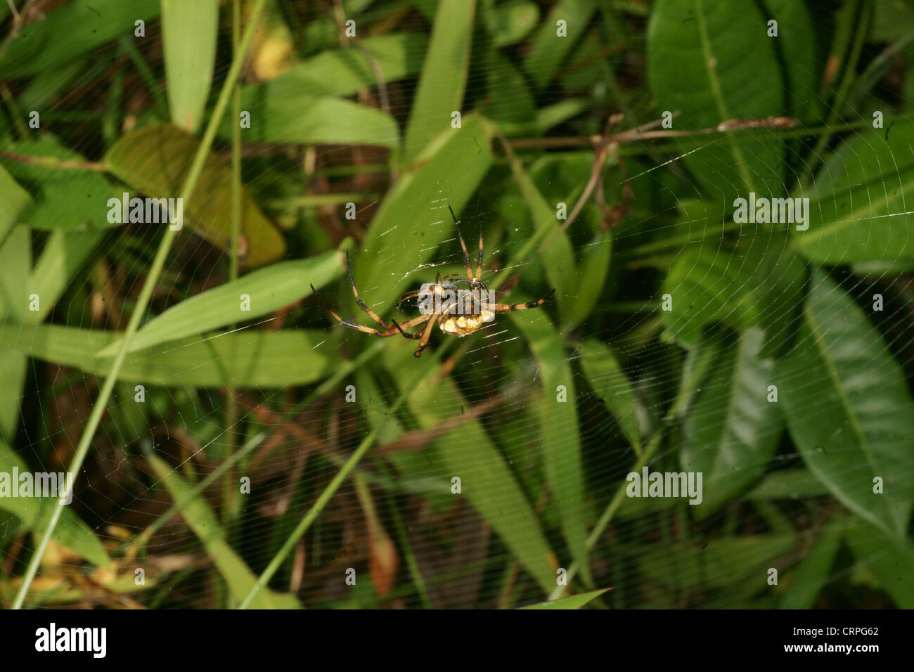 Writing spider (Argiope lobata) catches prey in it's web and proceeds ...