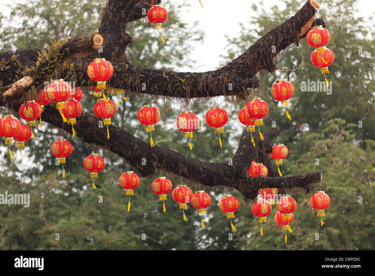 Red traditional lanterns hanging on tree for chinese new year, Nong ...