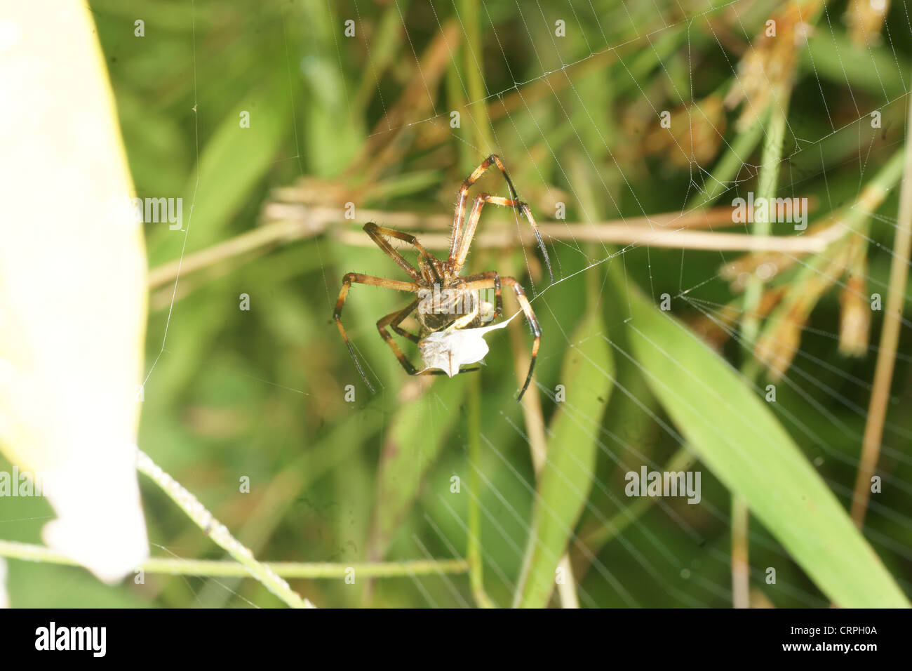 Writing spider (Argiope lobata) catches prey in it's web and proceeds ...