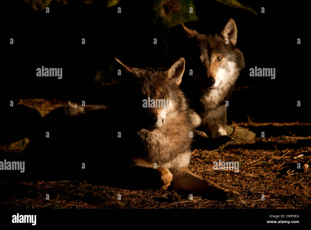 Wolves in dawn sunlight Stock Photo